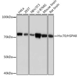 HSPA8/HSC71/Hsc70 Rabbit anti-Human, Mouse, Rat, Clone: 0J2Z9, Novus Biologicals:Antibodies:Primary