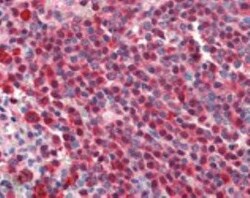 HSPA8/HSC71/Hsc70 Antibody (1B5), Novus Biologicals:Antibodies:Primary
