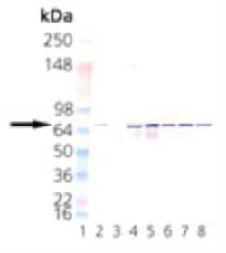 HSPA8/HSC71/Hsc70 Antibody (1B5), Novus Biologicals:Antibodies:Primary