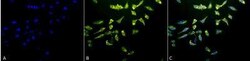 HSPA8/HSC71/Hsc70 Antibody (1F2-H5), Novus Biologicals 200&mu;g; Unlabeled:Antibodies,