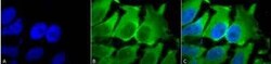 HSPA8/HSC71/Hsc70 Antibody (1F2-H5), Novus Biologicals 200&mu;g; Unlabeled:Antibodies,