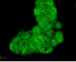 HSPA8/HSC71/Hsc70 Antibody (1F2-H5), Novus Biologicals 200&mu;g; Unlabeled:Antibodies,