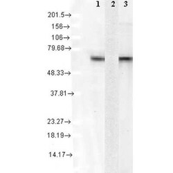 HSPA8/HSC71/Hsc70 Antibody (1F2-H5), Novus Biologicals 200&mu;g; Unlabeled:Antibodies,
