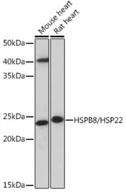 HSPB8/HSP22 Rabbit anti-Human, Mouse, Rat, Clone: 3K10W1, Novus Biologicals:Antibodies:Primary