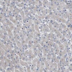 HSPB8/HSP22 Antibody, Novus Biologicals 0.1 mL; Unconjugated:Antibodies,