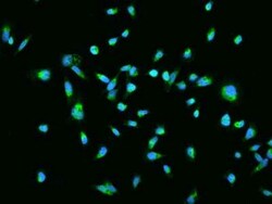 HSPC132 Antibody, Novus Biologicals:Antibodies:Primary Antibodies