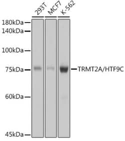 HTF9C Rabbit anti-Human, Clone: 2U3W8, Novus Biologicals 20 &mu;g; Unconjugated:Antibodies,
