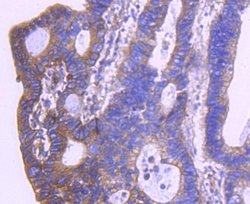 HTRA2/Omi Antibody (ST54-05), Novus Biologicals 100&mu;L:Antibodies, Monoclonal