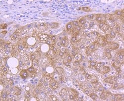 HTRA2/Omi Antibody (ST54-05), Novus Biologicals 100&mu;L:Antibodies, Monoclonal