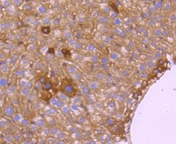 HTRA2/Omi Antibody (ST54-05), Novus Biologicals 100&mu;L:Antibodies, Monoclonal