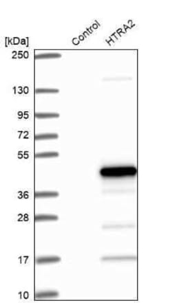 HTRA2/Omi Antibody, Novus Biologicals 25 &mu;L; Unconjugated:Antibodies,