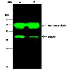 HTRA2/Omi Antibody, Novus Biologicals™