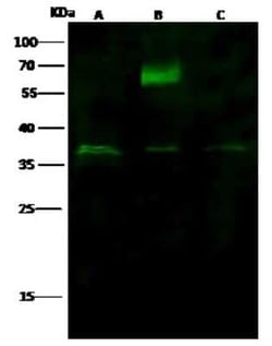 HTRA2/Omi Antibody, Novus Biologicals:Antibodies:Primary Antibodies