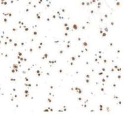 HUWE1 Antibody (BLR129H), Novus Biologicals 100 &mu;g; Unconjugated:Antibodies,