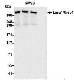 HUWE1 Antibody (BLR129H), Novus Biologicals 100 &mu;g; Unconjugated:Antibodies,