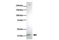 HVCN1 Rabbit anti-Human, Rat, Polyclonal, Novus Biologicals 0.1 mL; Unconjugated:Antibodies,