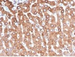 Haptoglobin Mouse anti-Human, Clone: HP/3837, Novus Biologicals:Antibodies:Primary