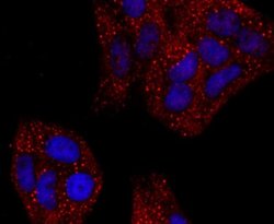 Haptoglobin Rabbit anti-Human, Clone: JM10-79, Novus Biologicals 100 &mu;L | Buy Online | R&D Systems | Fisher Scientific