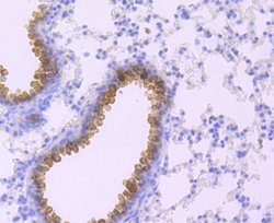 Haptoglobin Rabbit anti-Human, Clone: JM10-79, Novus Biologicals 100 &mu;L | Buy Online | R&D Systems | Fisher Scientific
