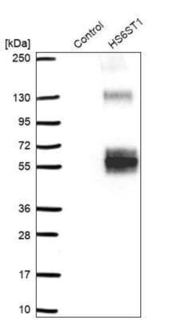 Heparan Sulfate 6-O-Sulfotransferase 1/HS6ST1 Antibody, Novus Biologicals