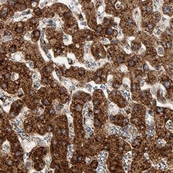Human Hepassocin/FGL1 Antibody, R D Systems 100 &mu;g; Unconjugated:Antibodies,