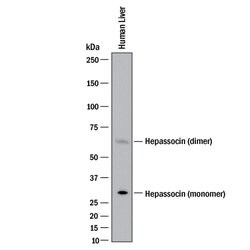 Human Hepassocin/FGL1 Antibody, R D Systems 100 &mu;g; Unconjugated:Antibodies,