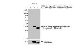 Hepatitis D Virus Large/Small Delta Antibody (HL1055), Novus Biologicals