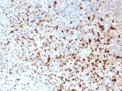 Herpes Simplex Virus 1 (HSV1) Mouse anti-Virus, Clone: 10A3, Novus Biologicals:Antibodies:Primary