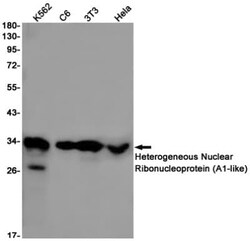 Heterogeneous Nuclear Ribonucleoprotein (A1-like) Antibody (S05-8G1), Novus