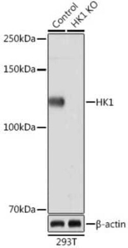 Hexokinase 1 Rabbit anti-Human, Mouse, Rat, Clone: 6B7Q2, Novus Biologicals 20 &mu;g | Buy Online | Novus Biologicals | Fisher Scientific