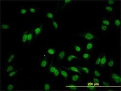 Hey L Antibody (1F6), Novus Biologicals 0.1 mg | Buy Online | Novus Biologicals | Fisher Scientific