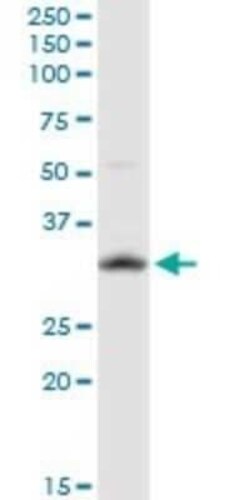 Hey L Antibody (3D3), Novus Biologicals 0.1 mg | Buy Online | Novus Biologicals | Fisher Scientific