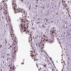 Hey L Antibody, Novus Biologicals:Antibodies:Primary Antibodies