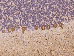 Hippocalcin Antibody, Novus Biologicals 50 &mu;g; Unconjugated:Antibodies,