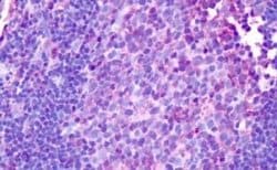Histamine H1R Antibody, Novus Biologicals 50 &mu;g; Unconjugated:Antibodies,