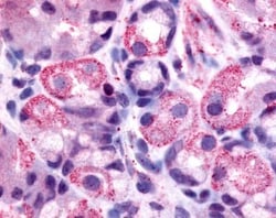 Histamine H2R Antibody - BSA Free, Novus Biologicals 0.05 mL, Unconjugated | Buy Online | Novus Biologicals | Fisher Scientific