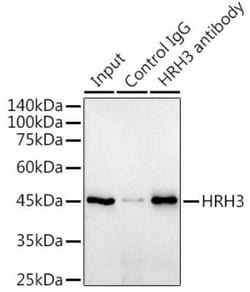 Histamine H3R Rabbit anti-Human, Mouse, Rat, Clone: 7H8E6, Novus Biologicals:Antibodies:Primary