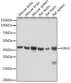 Histamine H3R Rabbit anti-Human, Mouse, Rat, Clone: 7H8E6, Novus Biologicals:Antibodies:Primary