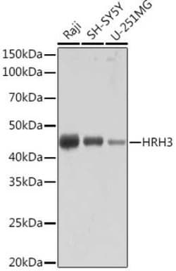 Histamine H3R Rabbit anti-Human, Mouse, Rat, Clone: 7H8E6, Novus Biologicals:Antibodies:Primary