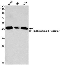 Histamine H3R Rabbit anti-Human, Mouse, Rat, Clone: S04-3I4, Novus Biologicals