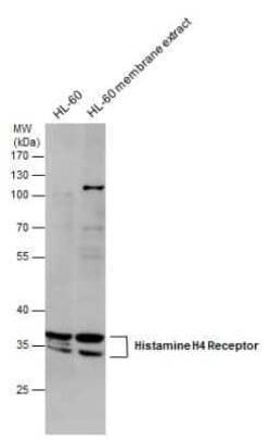 Histamine H4R Antibody, Novus Biologicals 100 &mu;g | Buy Online | Novus Biologicals | Fisher Scientific