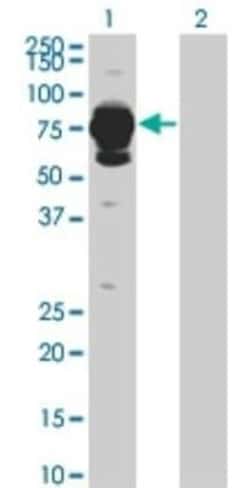 Histidase Antibody (4F2), Novus Biologicals 0.1 mg | Buy Online | Novus Biologicals | Fisher Scientific