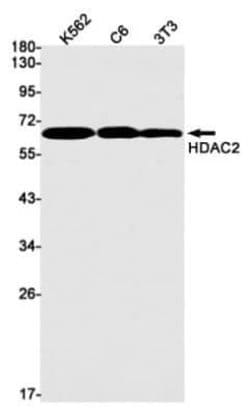 Histone Deacetylase 2/HDAC2 Rabbit anti-Human, Mouse, Rat, Clone: S06-4E4,