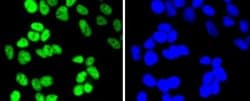 HistoneDeacetylase2/HDAC2 Rabbit anti-Human, Clone: SY29-02, Novus Biologicals 100 &mu;L | Buy Online | Novus Biologicals | Fisher Scientific
