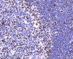 HistoneDeacetylase2/HDAC2 Rabbit anti-Human, Clone: SY29-02, Novus Biologicals 100 &mu;L | Buy Online | Novus Biologicals | Fisher Scientific