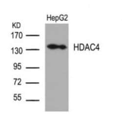 Histone Deacetylase 4/HDAC4, p Ser632 Antibody - BSA Free, Novus Biologicals:Antibodies:Primary