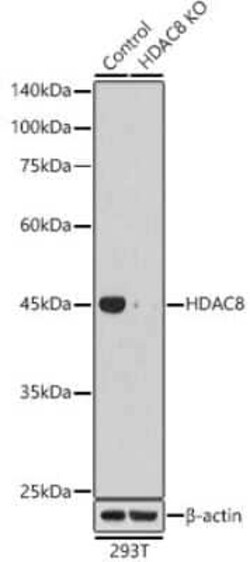 Histone Deacetylase 8/HDAC8 Rabbit anti-Human, Mouse, Rat, Clone: 1O2Y5, Novus Biologicals 100 &mu;g | Buy Online | Novus Biologicals | Fisher Scientific