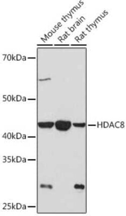 Histone Deacetylase 8/HDAC8 Rabbit anti-Human, Mouse, Rat, Clone: 1O2Y5, Novus Biologicals 100 &mu;g | Buy Online | Novus Biologicals | Fisher Scientific