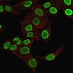 H1F0 Antibody (1415-1), Novus Biologicals:Antibodies:Primary Antibodies