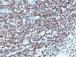 H1F0 Antibody (1415-1), Novus Biologicals:Antibodies:Primary Antibodies